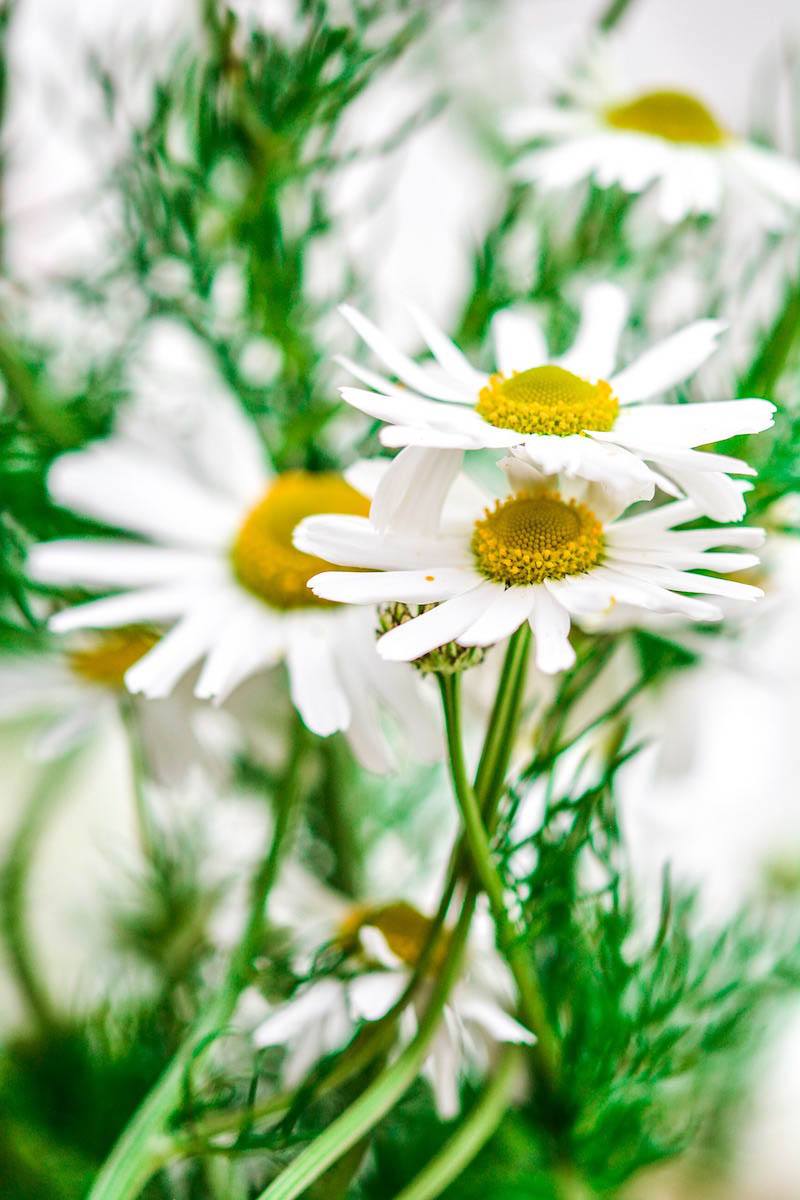 Which Herbs to Grow? – Wyntour Gardens
