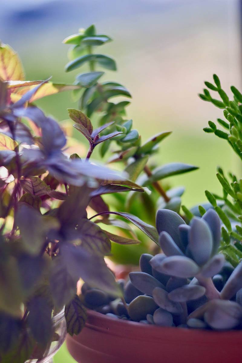 Gardening in Small Spaces – Wyntour Gardens